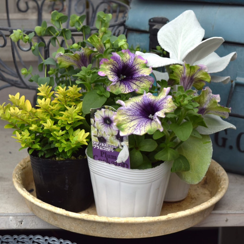 ペチュニアと緑の葉の植物の鉢花 購入時から、濃淡のある葉だったペチュニア前回質問後、様子を