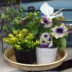 939c20cd8931ff94521e8c874514c2