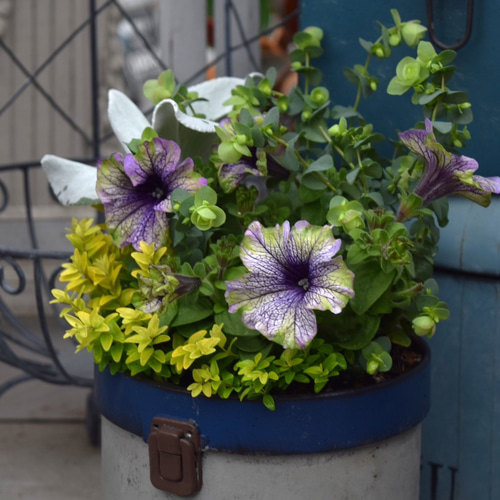 爽やか系ペチュニア寄せ植え※寄せ植えセット 鉢花 ガーデニング 寄せ