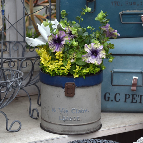 母の日にも♪ 寄せ植え 花□ペチュニアのミニ寄せ植え 母の日に