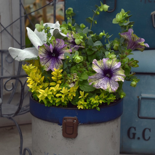爽やか系ペチュニア寄せ植え※寄せ植えセット 鉢花 ガーデニング 寄せ
