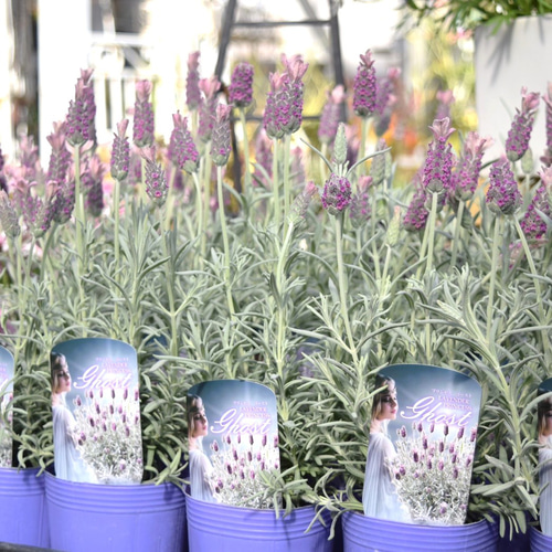 開花中♥フレンチラベンダー　カフェモカ♥人気品種♥花苗ポットごと 開花中♥フレンチラベンダー カフェモカ♥人気品種♥花苗ポットごと