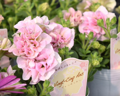 松原園芸さんペチュニア♥ ヴァンサンカン・みどりのヴェール ♥ 3号ポットごと 松原園芸さんペチュニア♥ ヴァンサンカン・みどりのヴェール