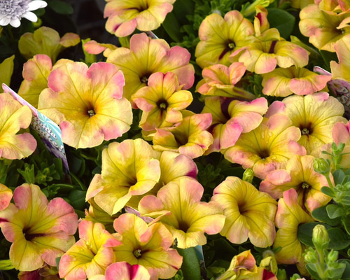 ペチュニア「シェイク」 花苗 花 苗 ガーデニング フラワー ペチュニア