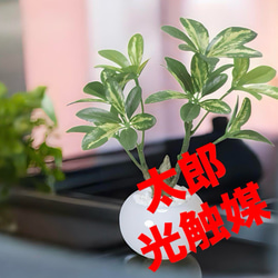 光触媒 人工観葉植物 ウォールグリーン フェイクグリーン シェフレラ