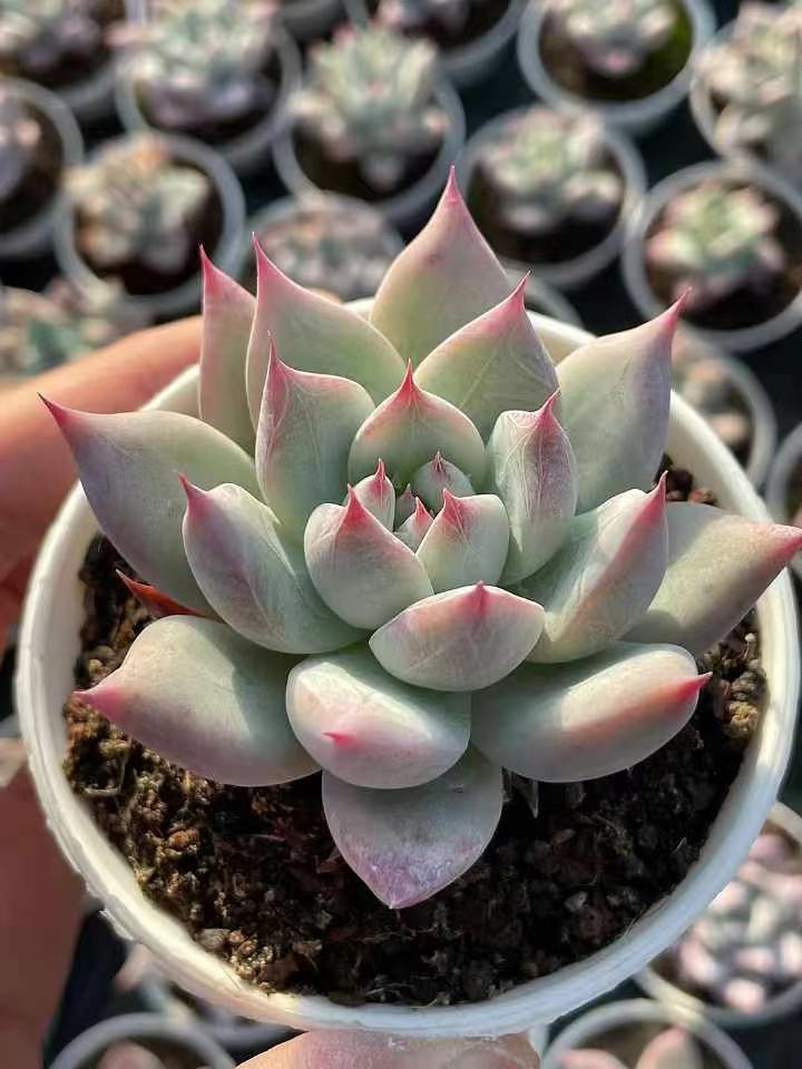 多肉植物　コロラータxベニーフィンガー　抜き苗 多肉植物 コロラータxベニーフィンガー 抜き苗 【公式通販】