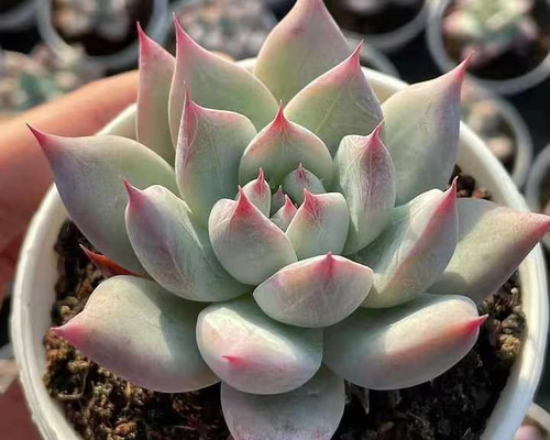 多肉植物 エケベリア 野生コロラータ 7cm 大株 抜き苗 1株 多肉