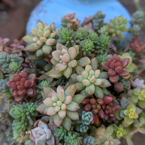 多肉植物 ピンクベリーの寄せ植え 多肉植物 ミクロ 通販 19211844