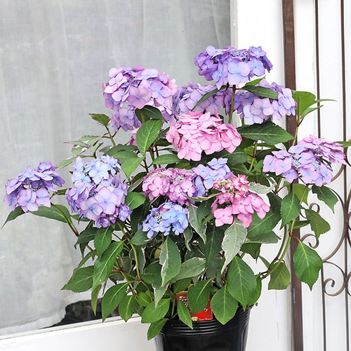 値下げセール 鉢花 斑入り アジサイ アジアンビューティー 6号 レッド