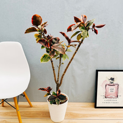 現品］93番 フィカスルビー 8号 観葉植物 室内 おしゃれ ゴムの木 育て