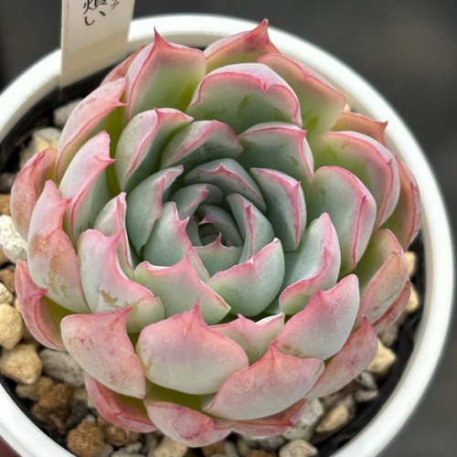 人気レア品種！☆恋煩い 多肉植物 自家栽培 国産 多肉植物 美