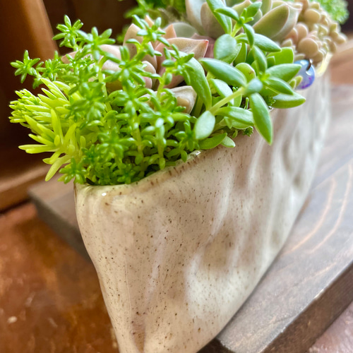 再々…販＊『ココニイルヨ＊うさきちver.』 多肉植物 寄せ植え＊箱庭