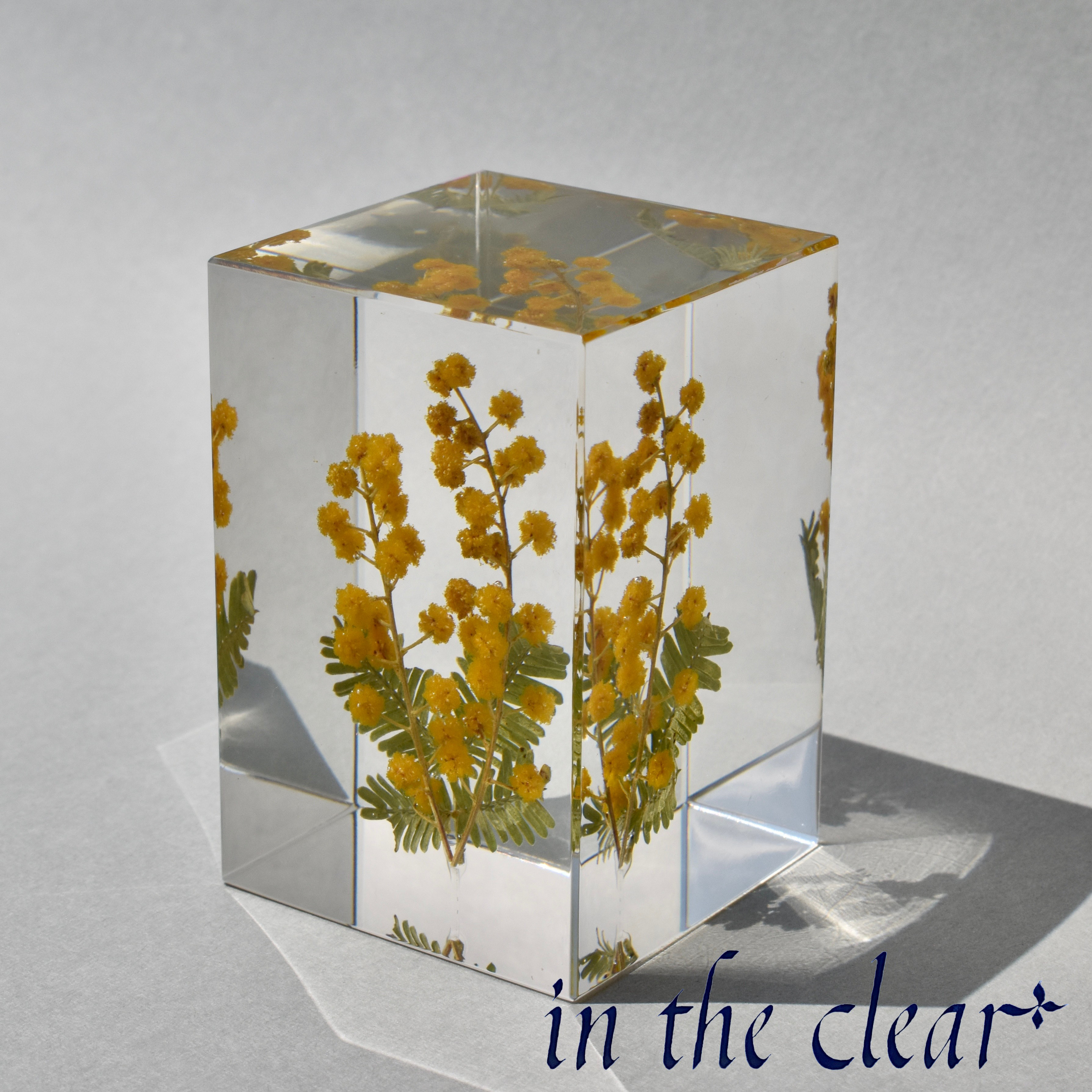 植物標本　ミモザ　黄色　レジン　４センチ角柱