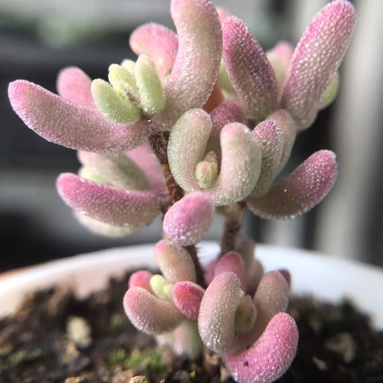 速達便で発送❣️新入荷　超レア　多肉植物　ドロサンテマ 超キラキラ Purple flash  抜き苗１株