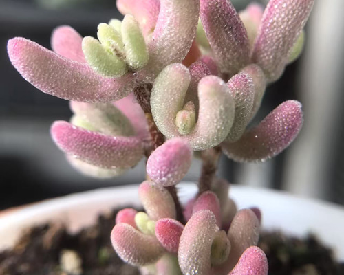 0ce38c7f770ff8225a4e4b247f9ddd