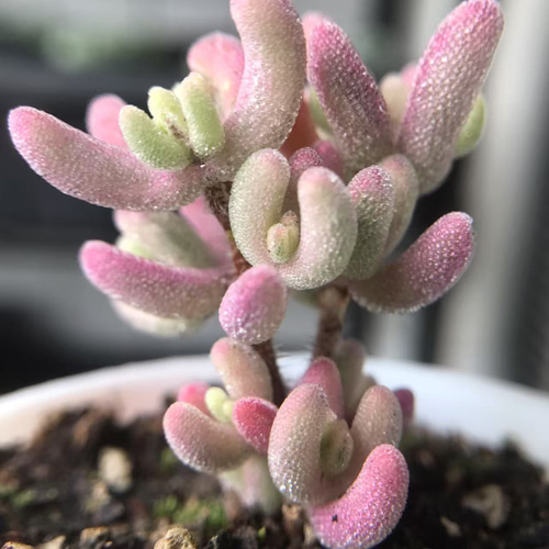 速達便で発送❣️新入荷 超レア 多肉植物 ドロサンテマ 超キラキラ
