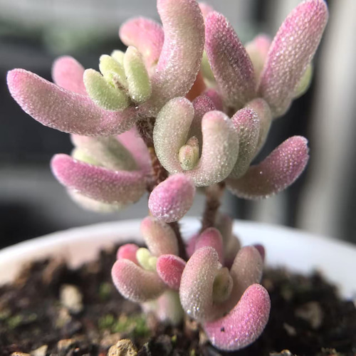 超レア　多肉植物ドロサンテマ 超キラキラ Purple flash 抜き苗１株 速達便で発送❣️新入荷 超レア 多肉植物 ドロサンテマ 超キラキラ