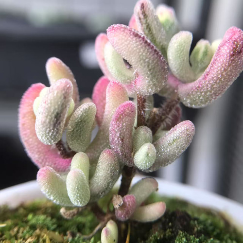 速達便で発送❣️新入荷 超レア 多肉植物 ドロサンテマ 超キラキラ