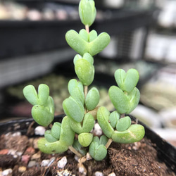 お買い得 多肉植物 ぷくぷく系 4点セット 多肉植物 愛多肉-(AI-TANIKU