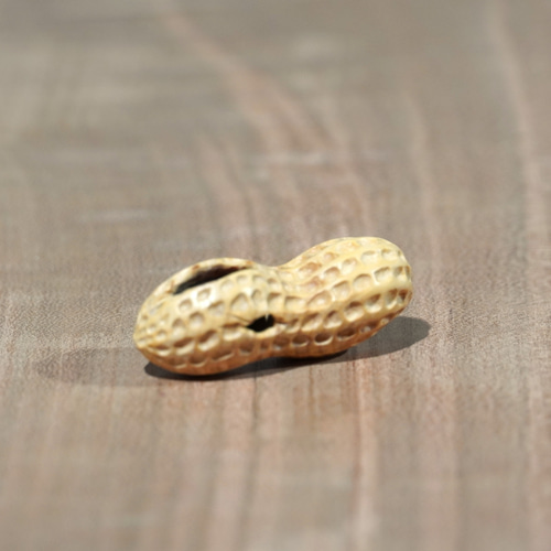 木彫刻 根付「落花生」黄楊 木彫り ラッカセイ ピーナッツ