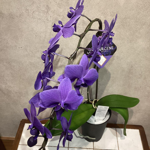 現品 超希少❗️胡蝶蘭❤️ブルージーン 1本立 多肉植物