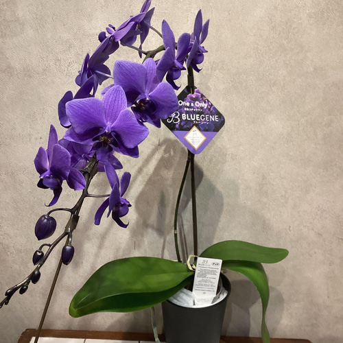 入荷少なめです❗️超希少❗️胡蝶蘭❤️ブルージーン 1本立 多肉植物