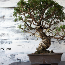 盆栽 『真柏』 和風 インテリア 観葉植物 園芸 オブジェ 送料無料 b082 盆栽 『真柏』 松 和風 インテリア 園芸 ガーデニング おしゃれ 雑貨