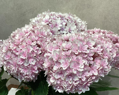 アジサイ❤️ピンク 八重咲き 響 ヒビキ 5号鉢 多肉植物
