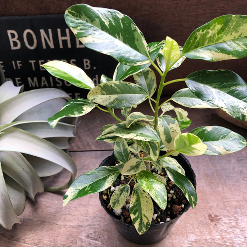 希少♡斑入り♡フランスゴムの木♡ルビギノーサ♡観葉植物 アート