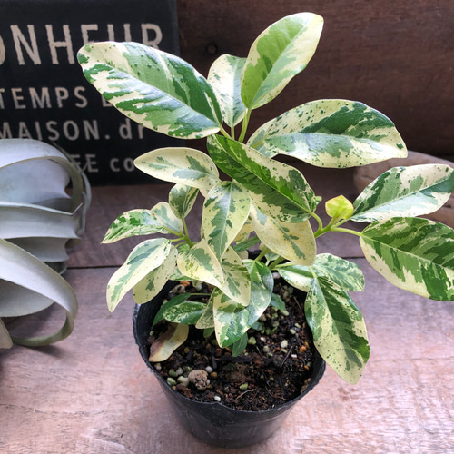 超希少★観葉植物　斑入りフランスゴムの木　美形　約105㌢　フィカスルビギノーサ 希少♡斑入り♡フランスゴムの木♡ルビギノーサ♡観葉植物♡ アート