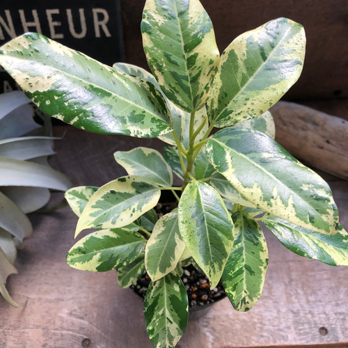 超希少　観葉植物　斑入り　フランスゴムの木　超美形　約110㌢　ルビキノーサ Amazon｜斑入りフランスゴムの木 希少 ルビギノーサ 観葉植物