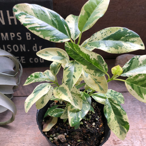 希少♡斑入り♡フランスゴムの木♡ルビギノーサ♡観葉植物 アート