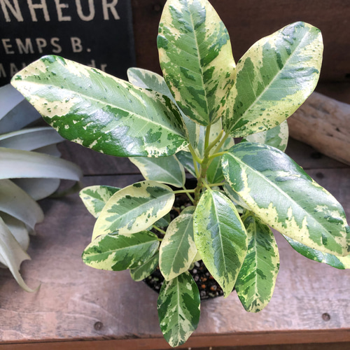 希少♡斑入り♡フランスゴムの木♡ルビギノーサ♡観葉植物 アート