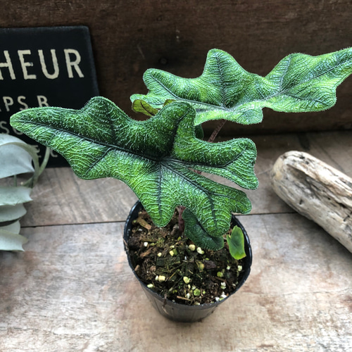 ジャックリン♡アロカシア♡ジャクリン♡観葉植物 希少 珍しい
