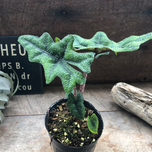 アロカシア　ジャックリン グレードA アロカシア ジャックリン グレードA アロカシア ジャックリン グレード