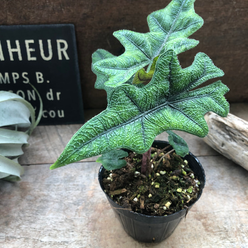 希少 アロカシア ジャックリン オーレア ジャックリン♡アロカシア♡ジャクリン♡観葉植物 希少 珍しい