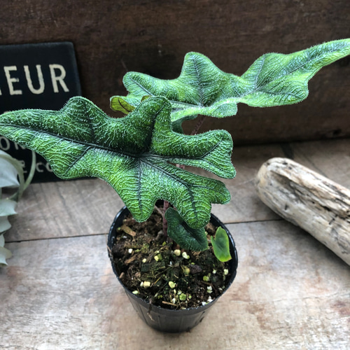 ジャックリン♡アロカシア♡ジャクリン♡観葉植物 希少 珍しい