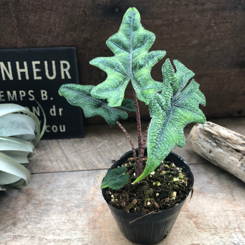 希少 アロカシア ジャックリン オーレア ジャックリン♡アロカシア♡ジャクリン♡観葉植物 希少 珍しい