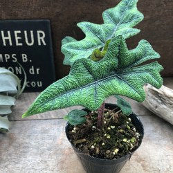 ジャックリン♡アロカシア♡ジャクリン♡観葉植物 希少 珍しい