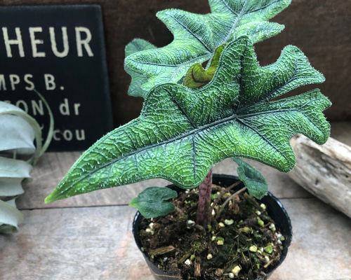 8f422fb19aea1c41f4b1c99ee4f29c