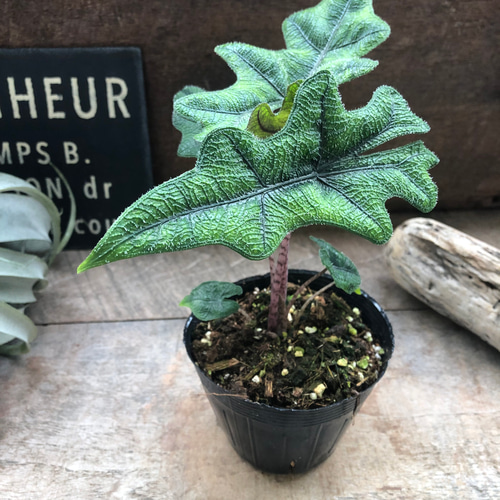 ジャックリン♡アロカシア♡ジャクリン♡観葉植物 希少 珍しい