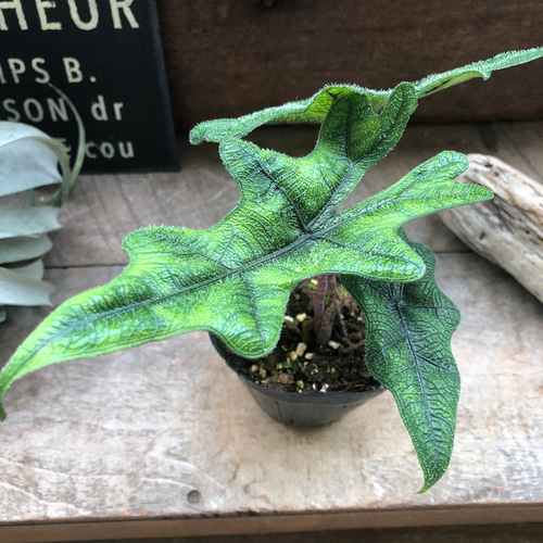 ジャックリン♡アロカシア♡ジャクリン♡観葉植物 希少 珍しい