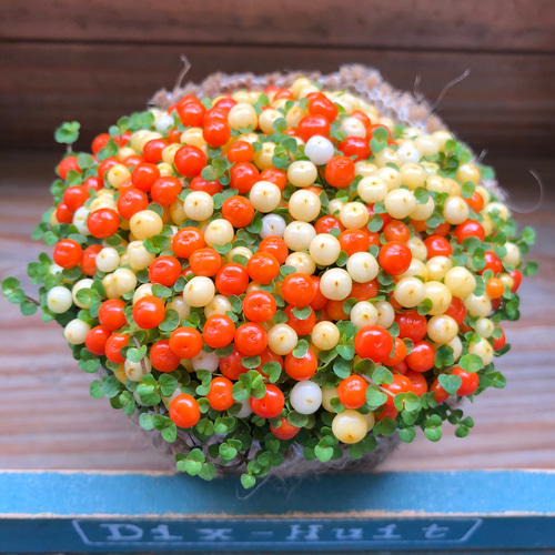 新入荷 多肉植物 エケベリア テレタビーズ 群生苗 4-5頭 抜き苗 新入荷 多肉植物 エケベリア テレタビーズ 群生苗 4-5頭 抜き苗