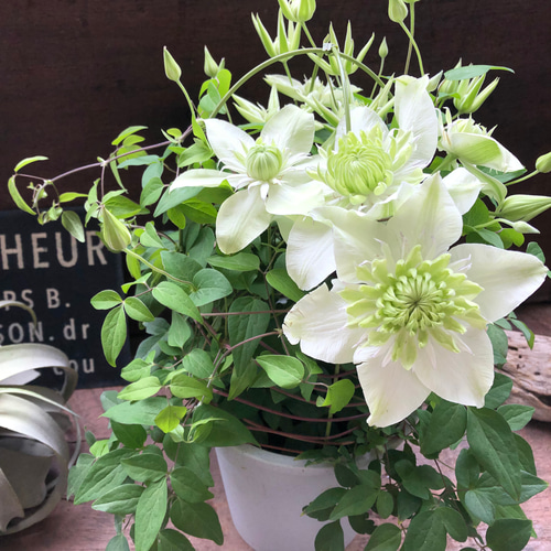 白万重♡四季咲き♡クレマチス♡八重咲き♡ガー アートフラワー パリ