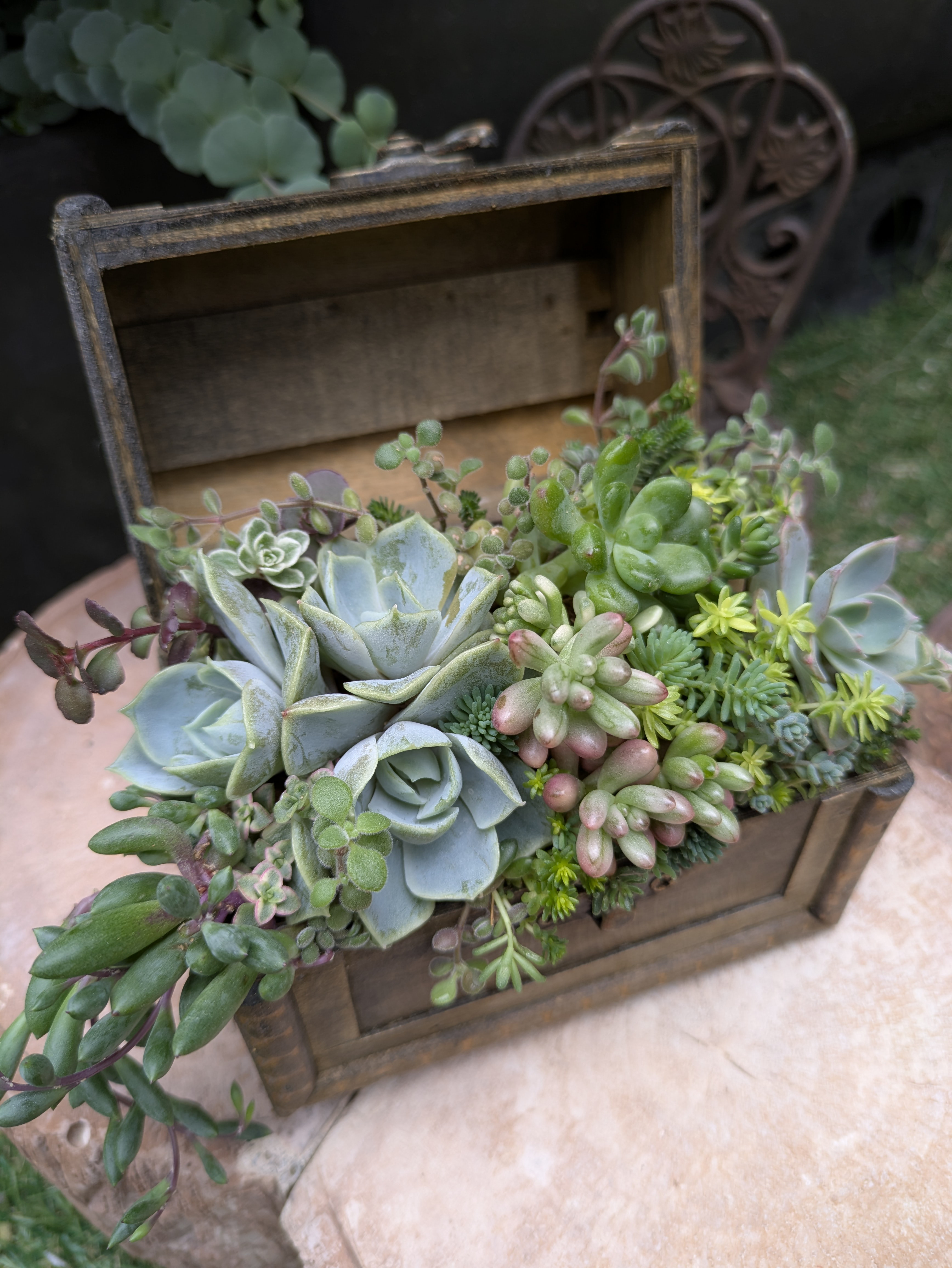 多肉植物　寄せ植え　宝箱 多肉植物 寄せ植え 宝箱