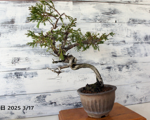 盆栽 『真柏』 インテリア 観葉植物 園芸 ガーデニング 送料無料 b164 盆栽 ミニ真柏 ミニ盆栽 bonsai ぼんさい しんぱく 初心者 入門