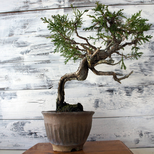 盆栽 『真柏』 松 和風 インテリア 園芸 ガーデニング おしゃれ 雑貨