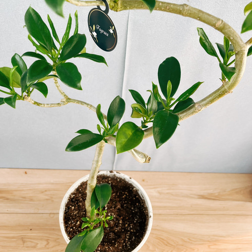 珍しい 3番 ファグラエア ベルテロアナ 7号 曲がり 観葉 ユニーク