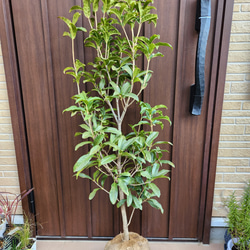 大きめ　金木犀　キンモクセイ　フレグランスレッド　根巻き苗木　庭木　植栽　芳香 大きめ金木犀キンモクセイフレグランスレッド根巻き苗木庭木植栽芳香