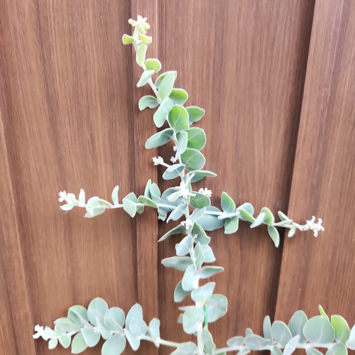ボリューム美樹形　パールアカシア　鉢植え　２本立ち　ミモザ　苗　オージープランツ ボリューム美樹形　パールアカシア　鉢植え　２本立ち　ミモザ　苗　オージープランツ